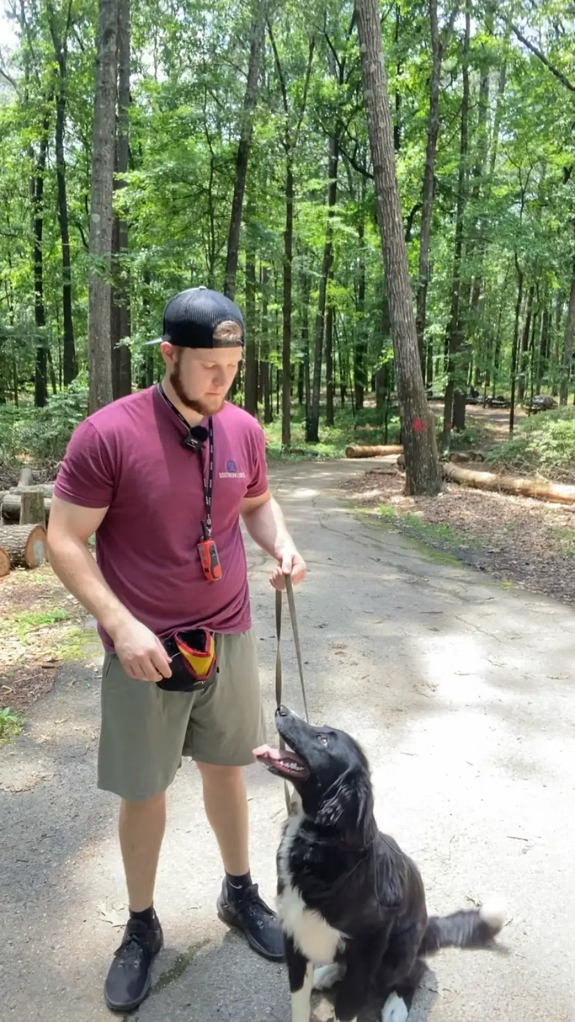 A border collie looking up at Bailey Clark on a loose leash during an engagement session in the woods