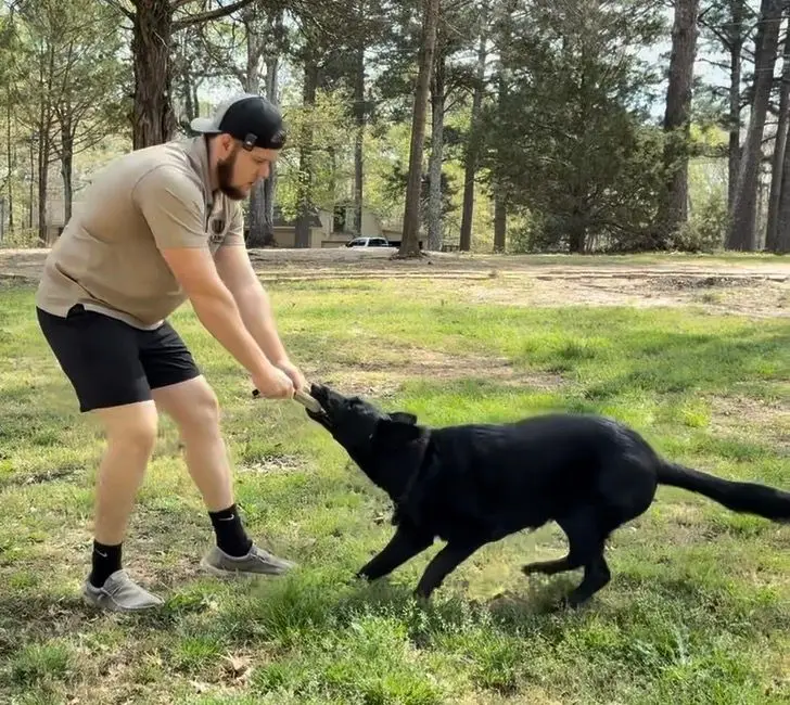 Bailey Clark playing tug with a black German Shepherd to build drive and engagement