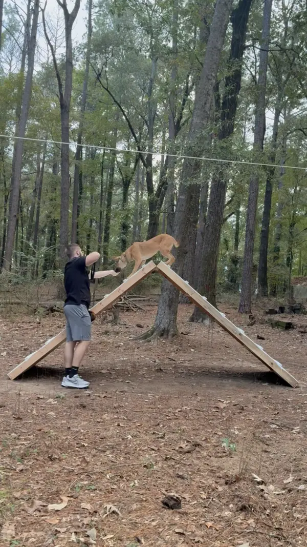 A tan board-and-train dog crossing an A-frame in the woods with Bailey Clark guiding from the side