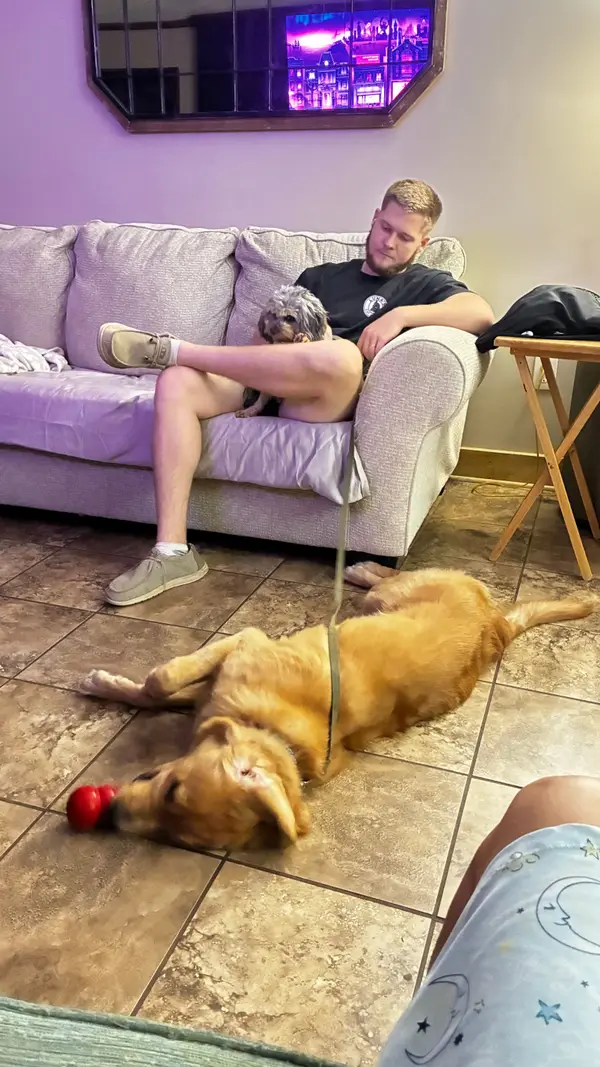 A board-and-train golden retriever resting calmly on the floor with a toy while Bailey relaxes on the couch with a small doodle