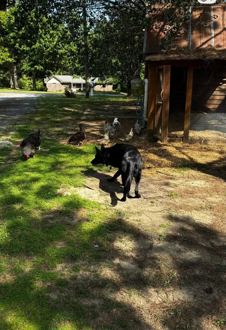 A black German Shepherd calmly ignoring free-ranging chickens beside the coop at Bailey Clark's home base
