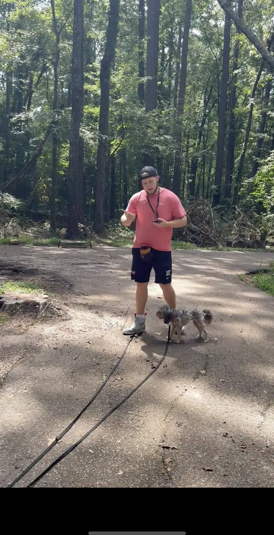 A small doodle working on a long line during an obedience session on a wooded road