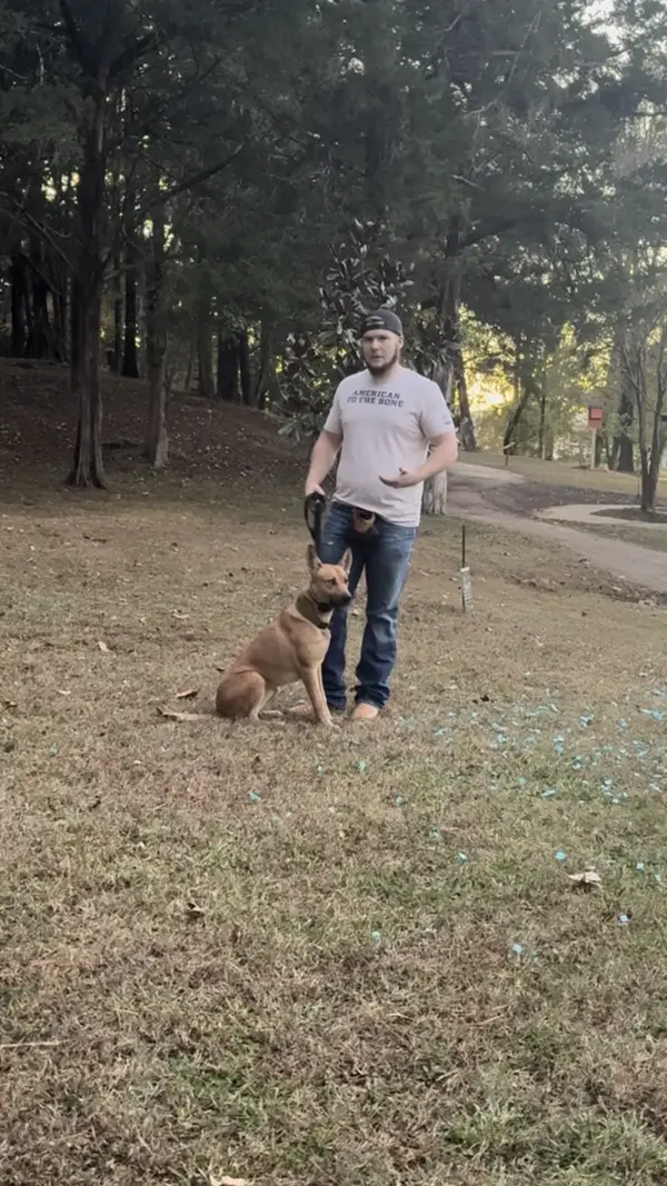 A Malinois mix holding a sit-stay in a yard at dusk beside Bailey Clark