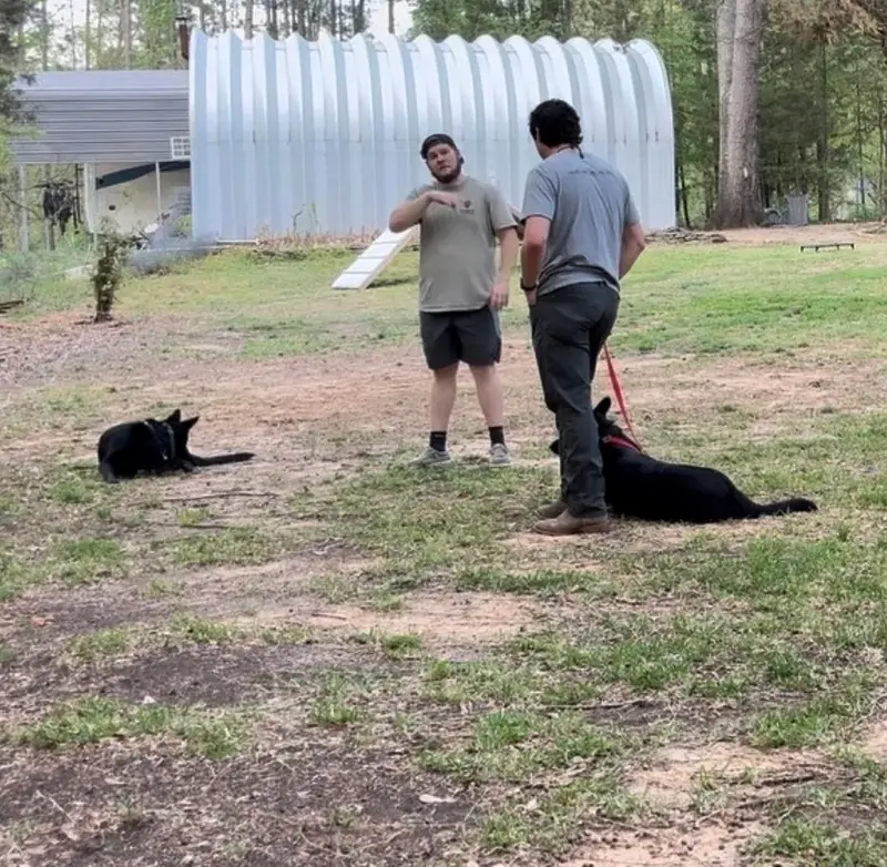 Two black German Shepherds holding a down-stay while Bailey Clark coaches an owner at his training field