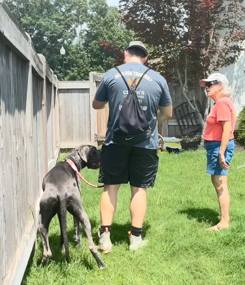 Bailey Clark coaching an owner in her backyard while her Great Dane investigates the fence line during a private lesson