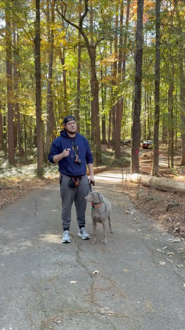 Bailey Clark standing with an adolescent Weimaraner on a wooded road during puppy training