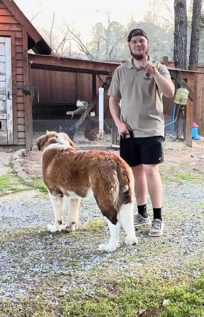 Bailey Clark with Barnabas, the 128-pound Saint Bernard from Jackie Dyess Norton's review, calmly walking past a chicken coop during distraction-proofing