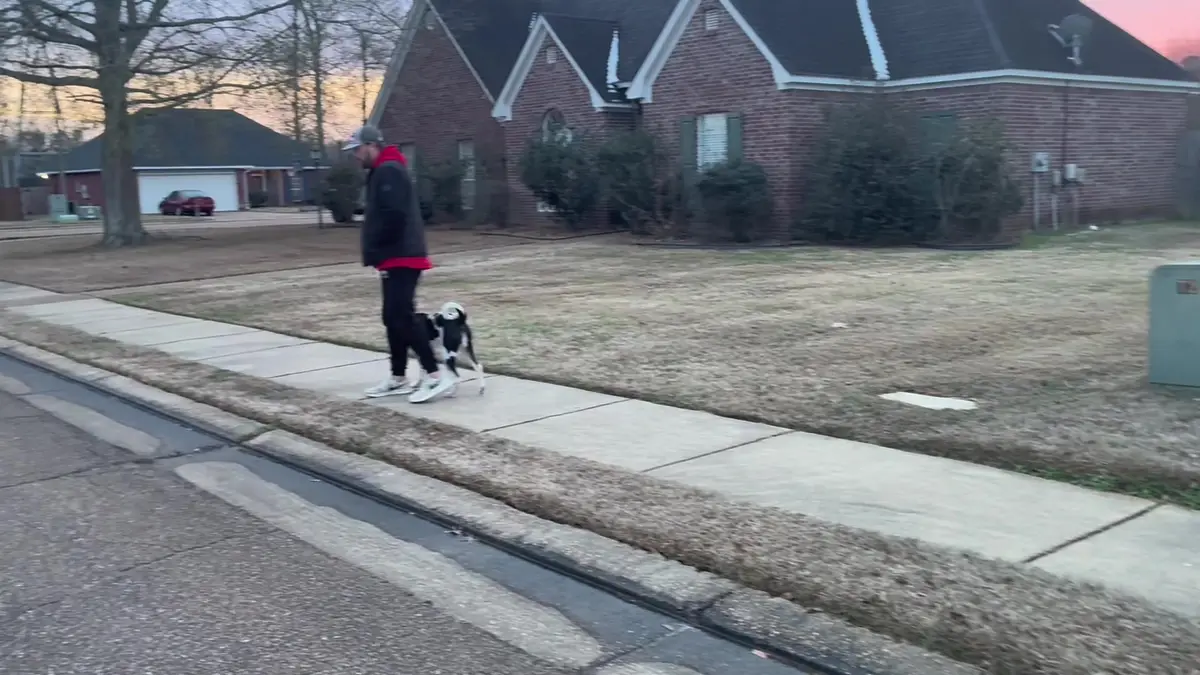 Client walking their dog calmly on a loose leash through a Mississippi neighborhood after training