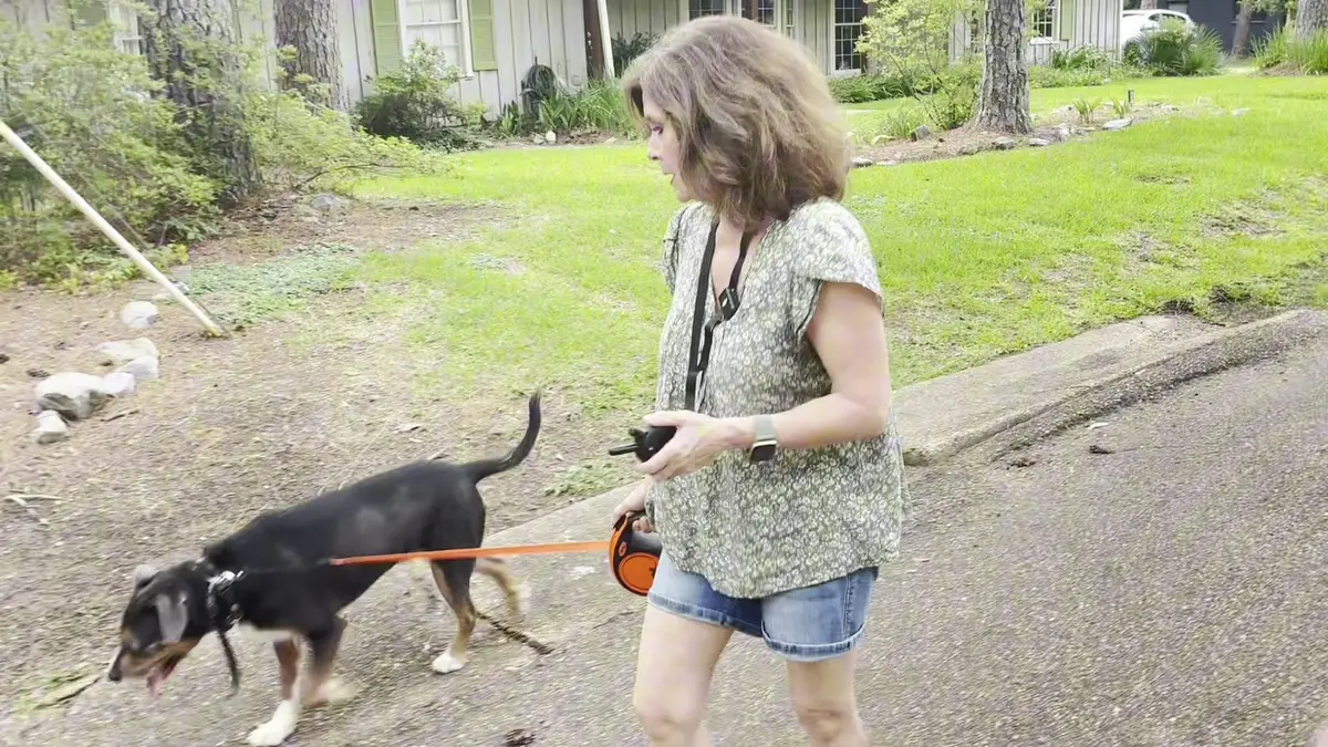 Owner practicing leash and remote-collar communication with their dog in bright daylight